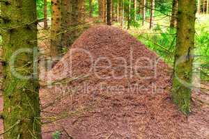 Huge anthill in a pine forest. Huge anthill in pine forest, Denmark.