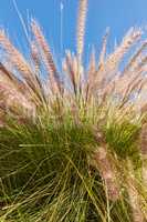 Green grass, spring flowers and a blue sky background growing in nature, a garden and backyard. Closeup of a fluffy Crimson Fountain plant or Pennisetum Setaceum. Summer flora with furry leaves
