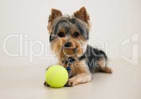 Is it playtime yet. a Yorkshire Terrier playing with a ball.