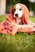 Being treated like royalty is only a given. a young puppy resting on the lawn in a blanket.