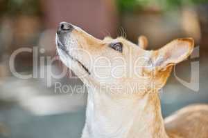 Dogs are full of wonder and imagination. an adorable dog outside in the yard.