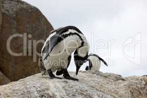 Everyones getting into the yoga craze. penguins perched on a rock at Boulders Beach in Cape Town, South Africa.