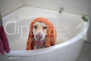 So this is what it feels like to be a celebrity. an adorable dog having a bath at home.