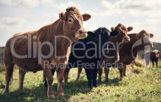 Its no wonder they call us legen-dairy. a herd of cows on a farm.