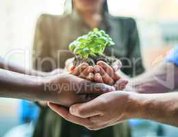 Growth, teamwork and plant in hands of eco group of people for agriculture and collaboration in a sustainable green business. Diverse people holding and supporting a sprout in soil in growing startup