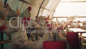 Lifes about choices, cross the road or stay in your coop. chickens in a hen house on a farm.
