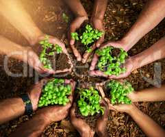 Closeup of hands of group of people holding plants growing out of soil while standing in nature from above. Top view of friends, botanists and farmers supporting, protecting and growing greenery