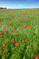 Wheat fields with poppies in early summer. A photo of poppies in the countryside in early summer.