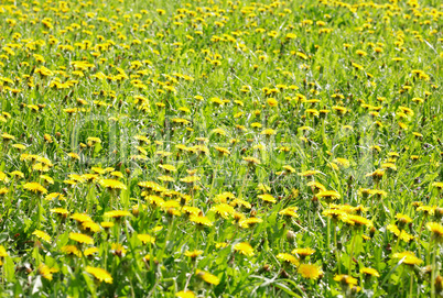 dandelion at spring