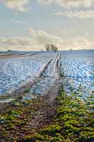 Wintertime - countryside in Denmark. Winter landscape on a sunny day with blue sky.