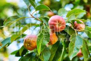 An apple per day keeps the doctor away. Apple-picking has never looked so enticing - a really healthy and tempting treat.