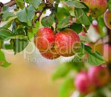 An apple per day keeps the doctor away. Apple-picking has never looked so enticing - a really healthy and tempting treat.