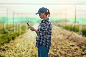 Farmer with tablet checking growth, monitoring farming progress and managing farm export orders on technology. Serious woman, gardener and environmental scientist analyzing greenhouse data on estate