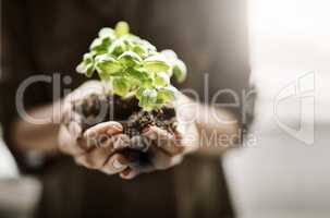 A woman holding a fresh green plant in the palm of her hands closeup. A female as mother nature working her magic by producing a new vibrant, healthy and fertile sprouting flora on a hot Spring day.