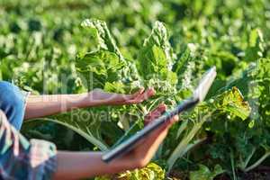 Organically grown veggies always look and taste better. an unrecognizable female farmer using a digital tablet while inspecting crops on her farm.