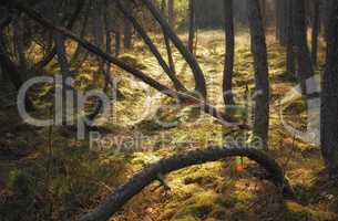 Forest wilderness. Uncultivated forest wilderness in Denmark - Odde Natural Park.