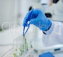 They are growing really fast. Closeup of an unrecognizable scientist placing tiny plants into vials ready to be experimented on inside of a laboratory during the day.