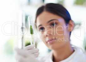 Lets test to see what this might yield. a young scientist working with plant samples in a lab.