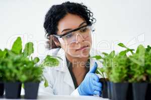 I have my hopes up to achieve greater production. a female scientist experimenting with plants.