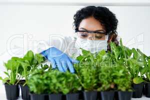 Using her knowledge to increase crop yields. a female scientist experimenting with plants.