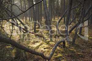 Forest wilderness. Uncultivated forest wilderness in Denmark - Odde Natural Park.