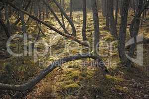 Forest wilderness. Uncultivated forest wilderness in Denmark - Odde Natural Park.