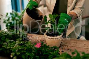 Plant a little love, watch a miracle grow. an unrecognizable florist potting plants inside her store.