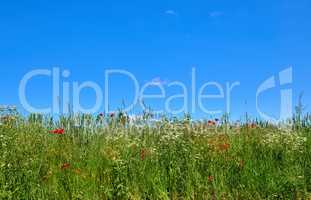 Green fields and blue sky in spring. Farmland in springtime - lots of copy space.