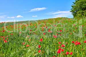Poppies in the countryside in early summer. A photo of poppies in the countryside in early summer.