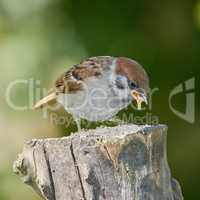 Sparrow. Sparrows are a family of small passerine birds, Passeridae. They are also known as true sparrows, or Old World sparrows, names also used for a particular genus of the family, Passer.