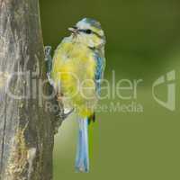 The Great Tit - Parus major. The Eurasian blue tit is a small passerine bird in the tit family Paridae. The bird is easily recognisable by its blue and yellow plumage.