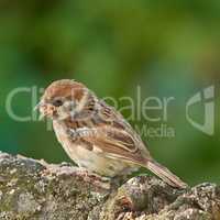 Sparrow. Sparrows are a family of small passerine birds, Passeridae. They are also known as true sparrows, or Old World sparrows, names also used for a particular genus of the family, Passer.