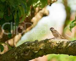 Sparrow. Sparrows are a family of small passerine birds, Passeridae. They are also known as true sparrows, or Old World sparrows, names also used for a particular genus of the family, Passer.