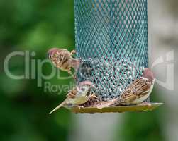 Sparrow. Sparrows are a family of small passerine birds, Passeridae. They are also known as true sparrows, or Old World sparrows, names also used for a particular genus of the family, Passer.