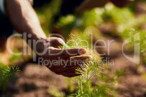 Hand closeup of a man holding a sprout in spring focusing on growth, environmental issues and global warming. Farmer looking at growing, fresh and green plants. Male worker farming outside in nature