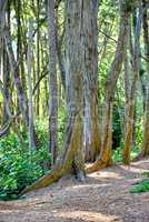 Bellows Field Beach Park - Oahu, Hawaii. A photo of the famous Hawaiian beach - Bellow Field Beach Park, Close to Waimanalo, the island Oahu, Hawaii.