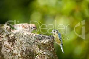 The Great Tit - Parus major. The Eurasian blue tit is a small passerine bird in the tit family Paridae. The bird is easily recognisable by its blue and yellow plumage.