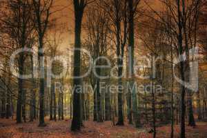 The woods at dusk. Before sunset in late autumn forest - Denmark.