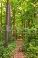 Danish forest in springtime. Hardwood forest uncultivated - DenmarkA photo of green and lush forest in springtime.