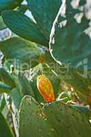 Cactus life - outdoor. Prickly Pear Cactus - outdoor image from Spain.