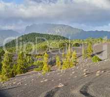 The Cumbre Nueva in La Palma. Beautiful lava landscape on the Cumbre Nueva in La Palma.