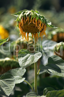 Verwelkte Sonnenblume