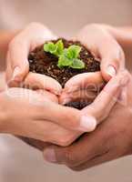 Loving and caring for the earth, hands holding a beautiful plant growing from soil. Family developing growth, ecology and taking care of the environment for a healthy and sustainable future.