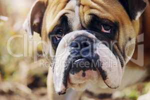 Do you want to come play with me. Closeup shot of a bulldog outdoors.