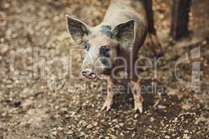 Just a pigs life on a farm. one pig in a pen on a farm.