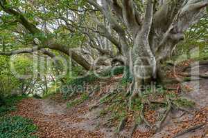 Hardwood forest - Denmark. Hardwood forest uncultivated - Denmark.