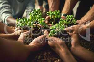Hands planting fresh green plants showing healthy growth, progress and development. Closeup of diverse group of environmental conservation people collaborating sustainability in agriculture industry