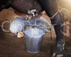 Only the freshest milk. High angle shot of an unrecognizable male farmhand milking a cow in the barn.