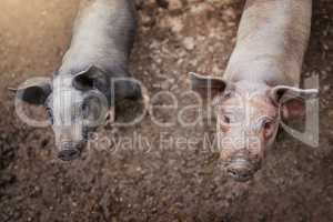 Were well taken care of on this farm. High angle shot of two pigs standing in their pen on a farm.