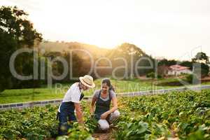 Theyll work this field together. an affectionate young couple working together on their privately owned farm.